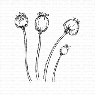 Doodled Seed Capsules