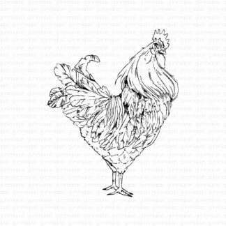 Rooster