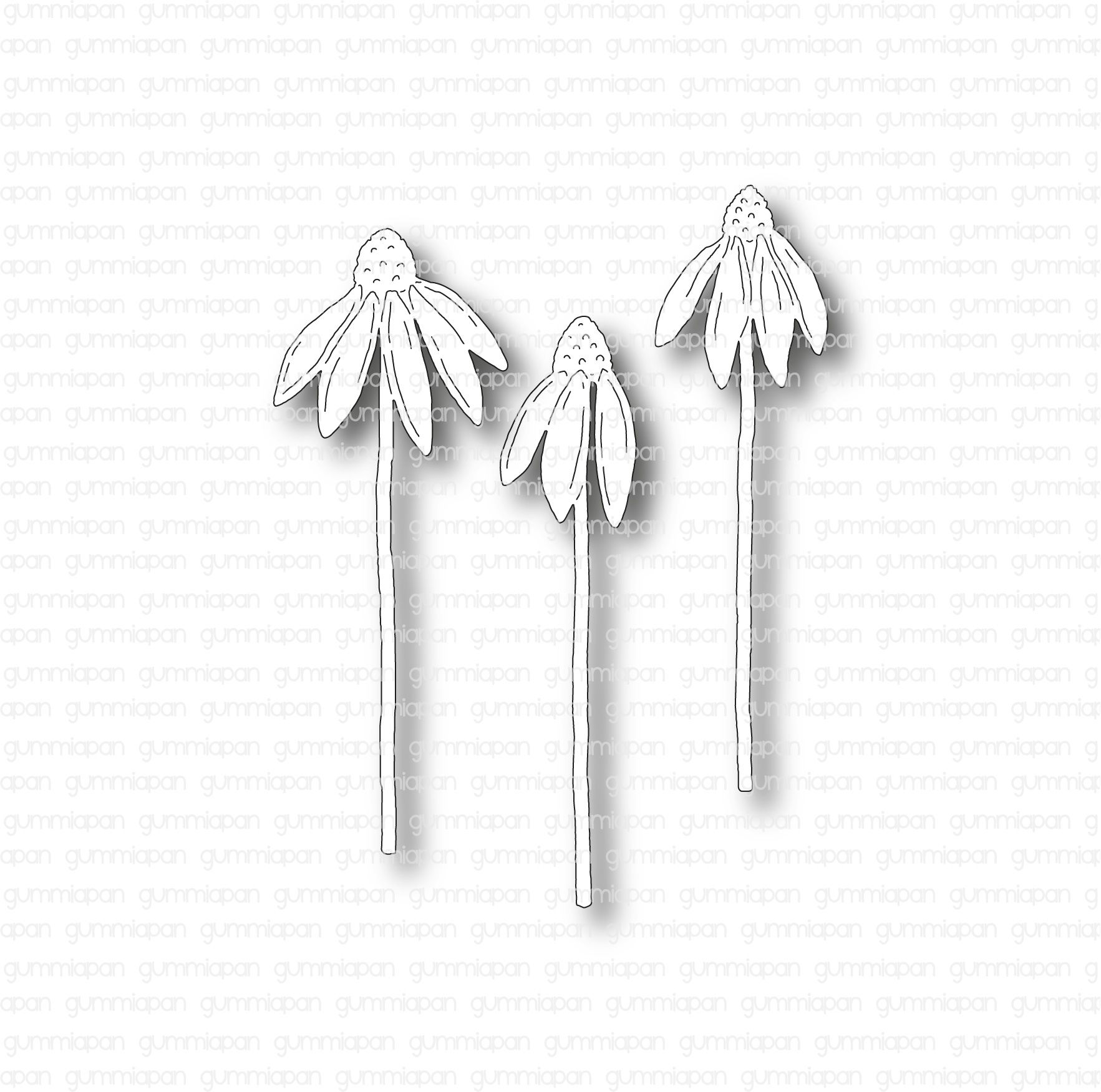 Rudbeckia Pretty Parasols